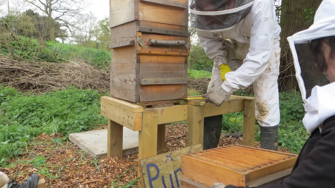 Beekeeping at Hawkwood