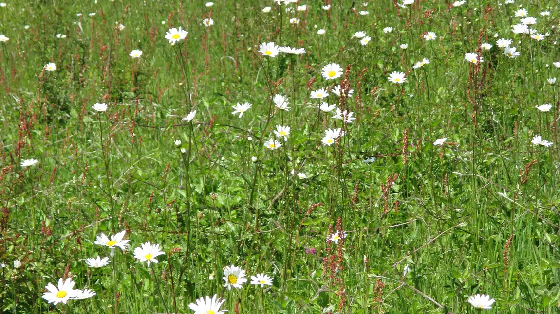 Saving Our magnificent meadows Ox-eye daisies in a meadow at Ranscombe Farm Reserve