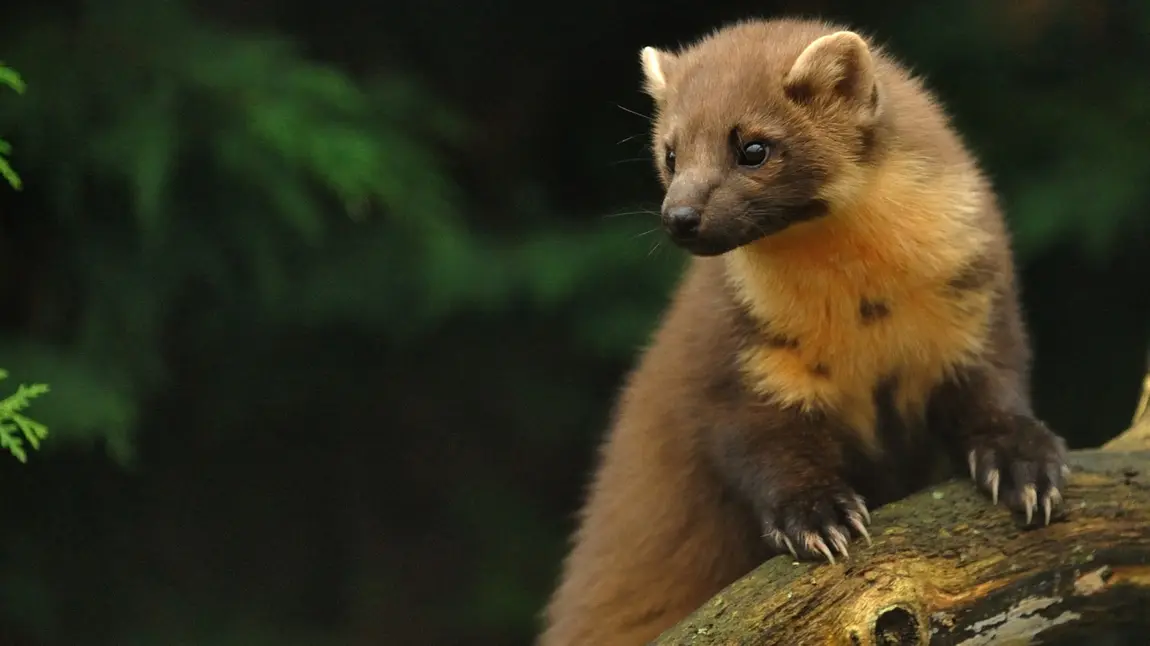 National Lottery backs ambitious plan to save 20 threatened species Pine Marten