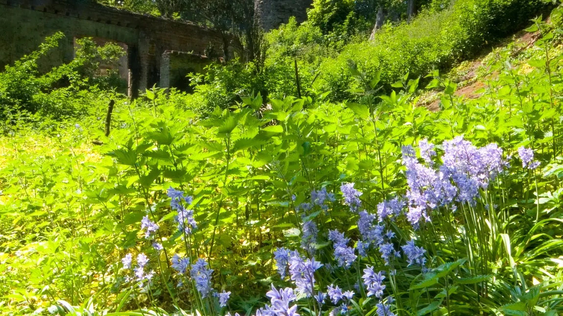 Pack up your picnic and enjoy Northern Ireland’s heritage Ram's Island in Lough Neagh