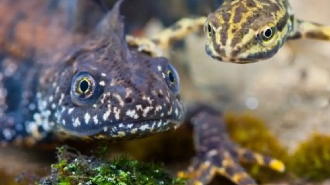 Male great crested newt with smooth newt