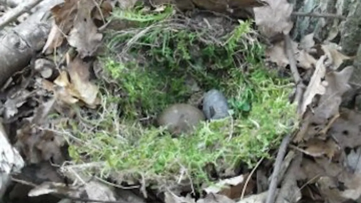 A nest at RSPB Minsmere
