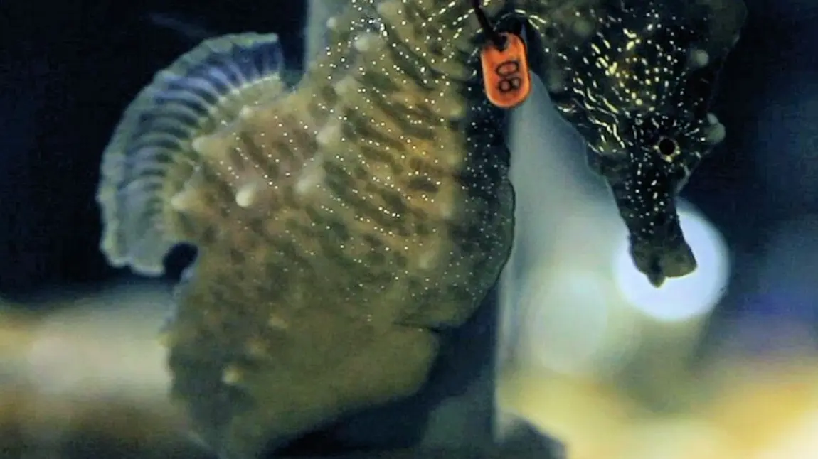 An example of a seahorse found on our shores - part of the Community Seagrass Initiative project An example of a seahorse found on our shores - part of the Community Seagrass Initiative project