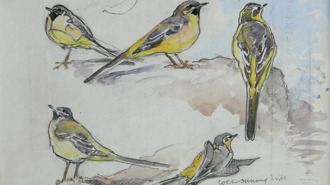 Eric Ennion's drawing of grey wagtails