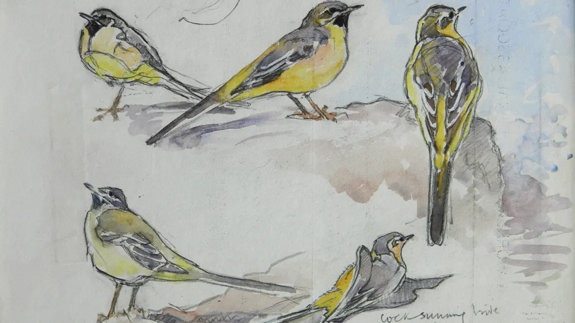 Groups take action for future of natural heritage thanks to National Lottery boost Eric Ennion's drawing of grey wagtails