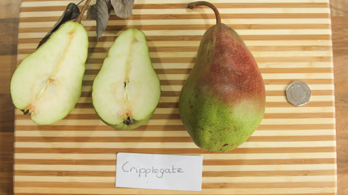 Researching pear DNA Researching pear DNA