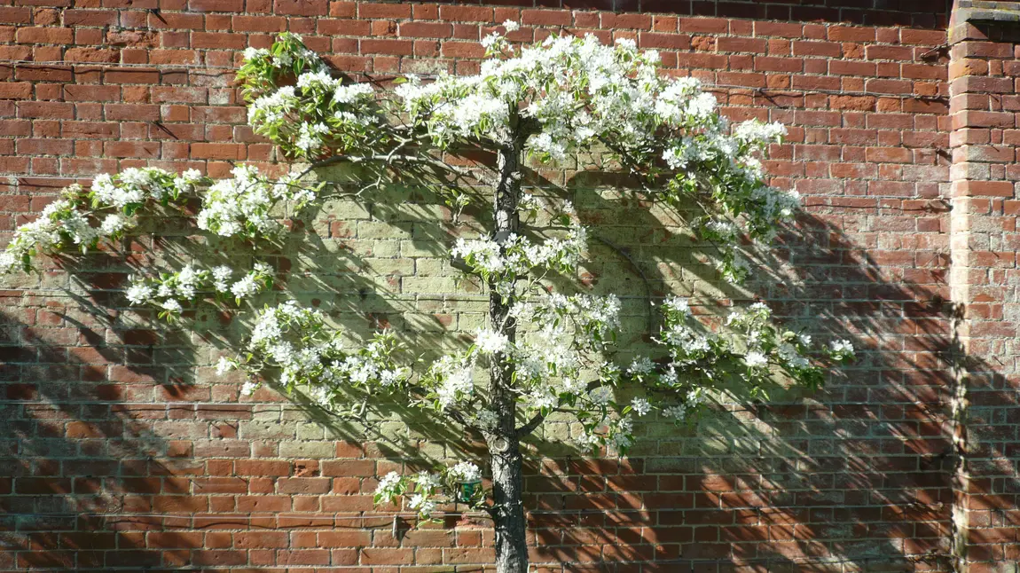 Warden pear tree growing at Shuttleworth College