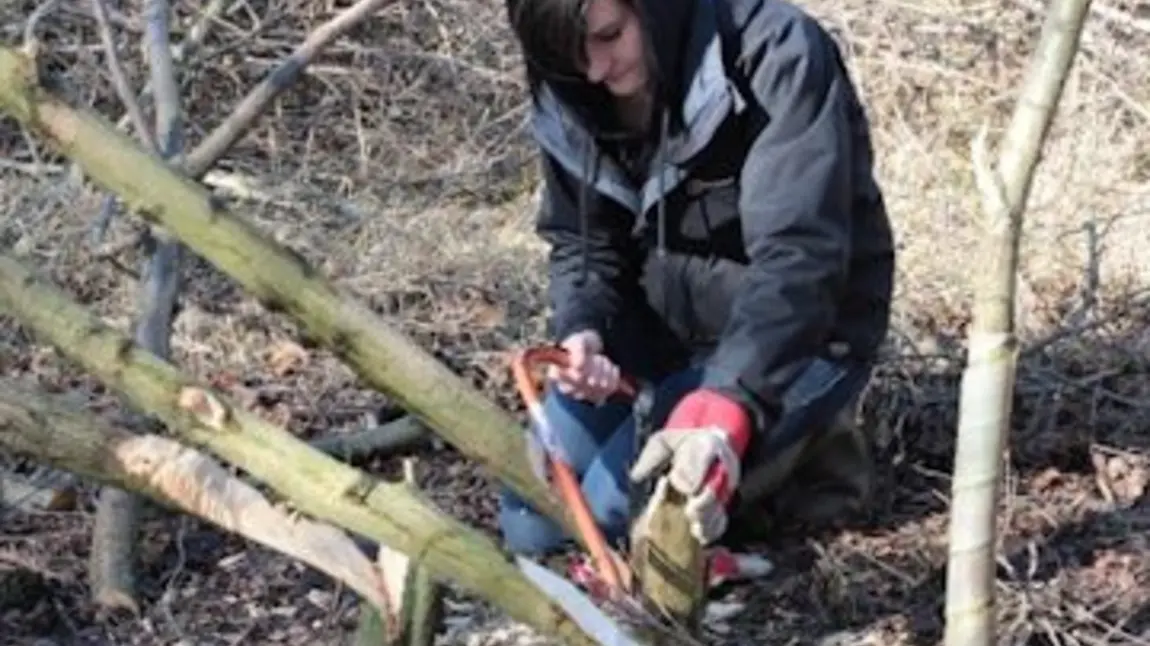 A ‘Skills for Wildlife’ trainee hedgelaying at Potteric Carr Nature Reserve.