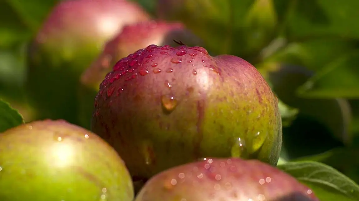 Suckley apples from a traditional orchard Suckley apples from a traditional orchard
