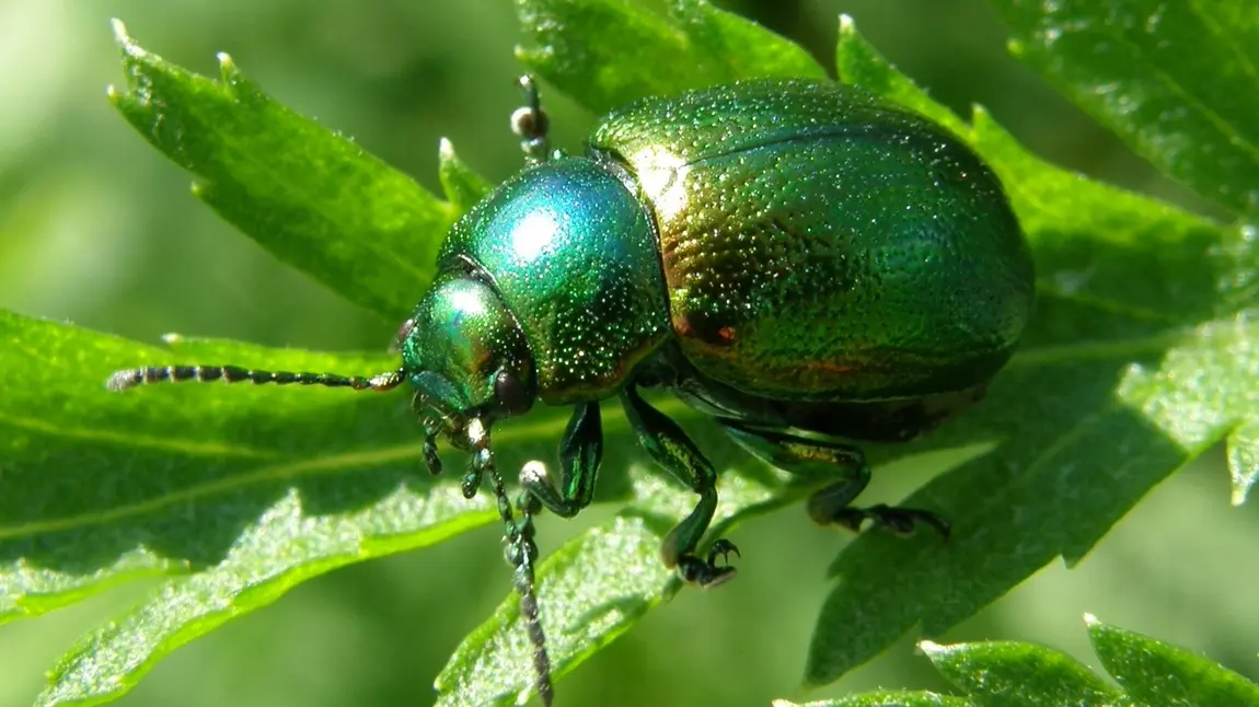 Tansy Beetle Tansy Beetle
