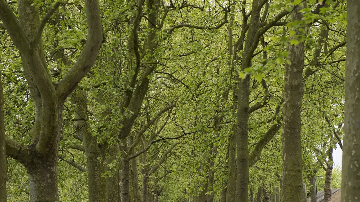 What is the real value of public parks? Victoria Park, London
