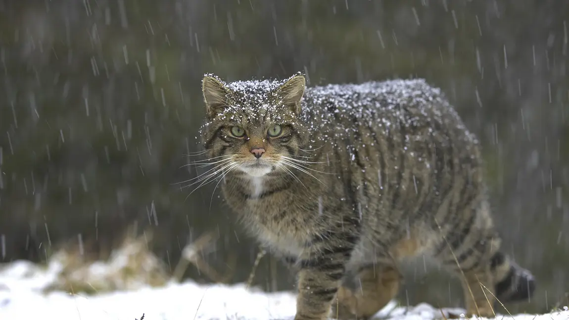 HLF funding to help save the ‘Highland Tiger’ A wildcat prowling in the snow