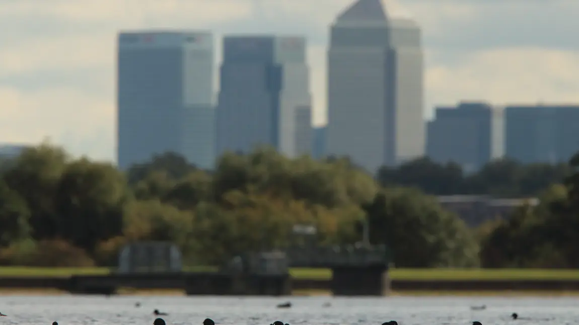 Ducks taking a dip backdropped by Canary Wharf