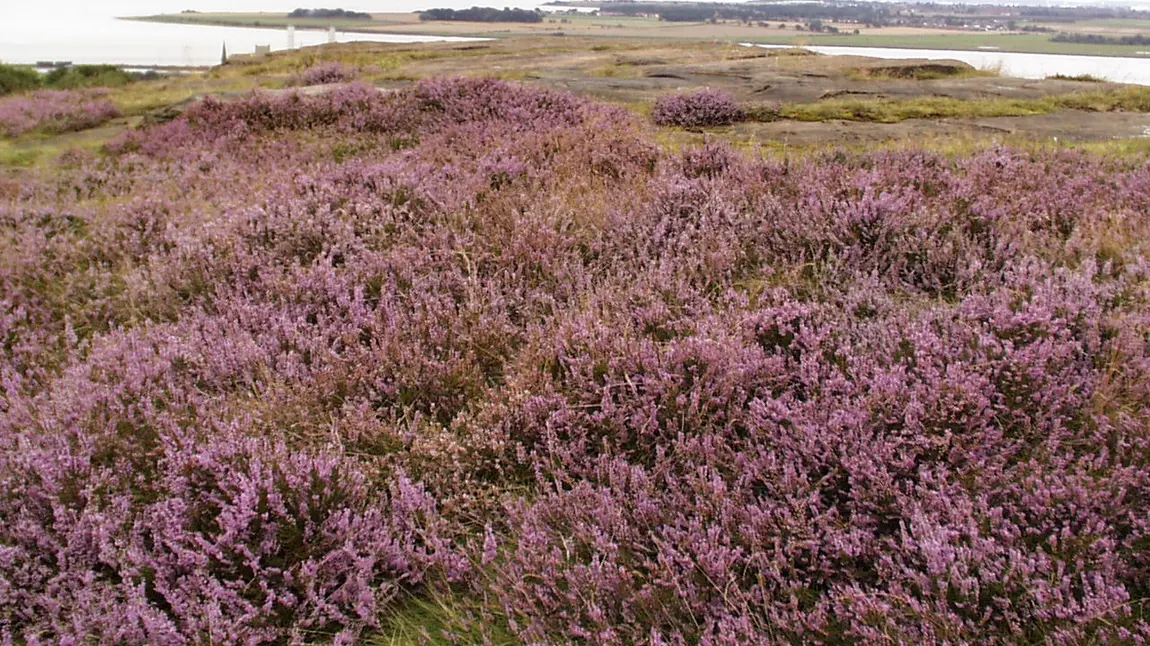 View of the Park's heathland