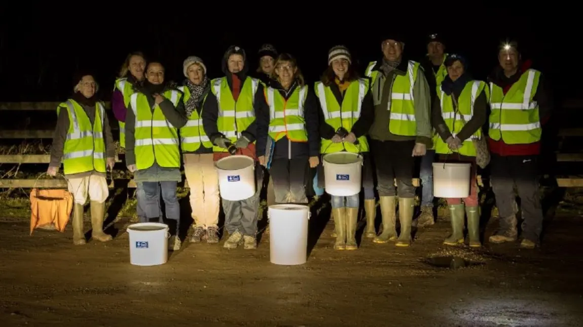 Volunteers collect toads in buckets to carry safely across roads