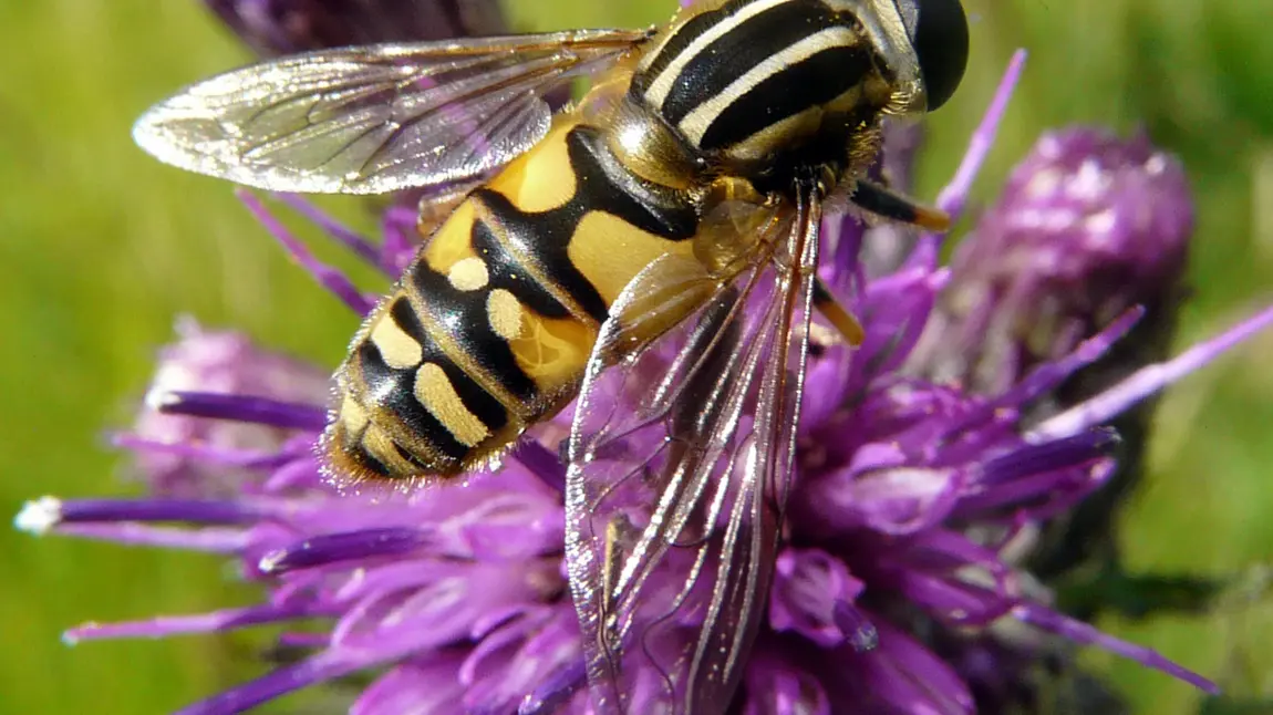 Hoverfly identification as part of the Invertebrate Challenge project by Field Studies Council