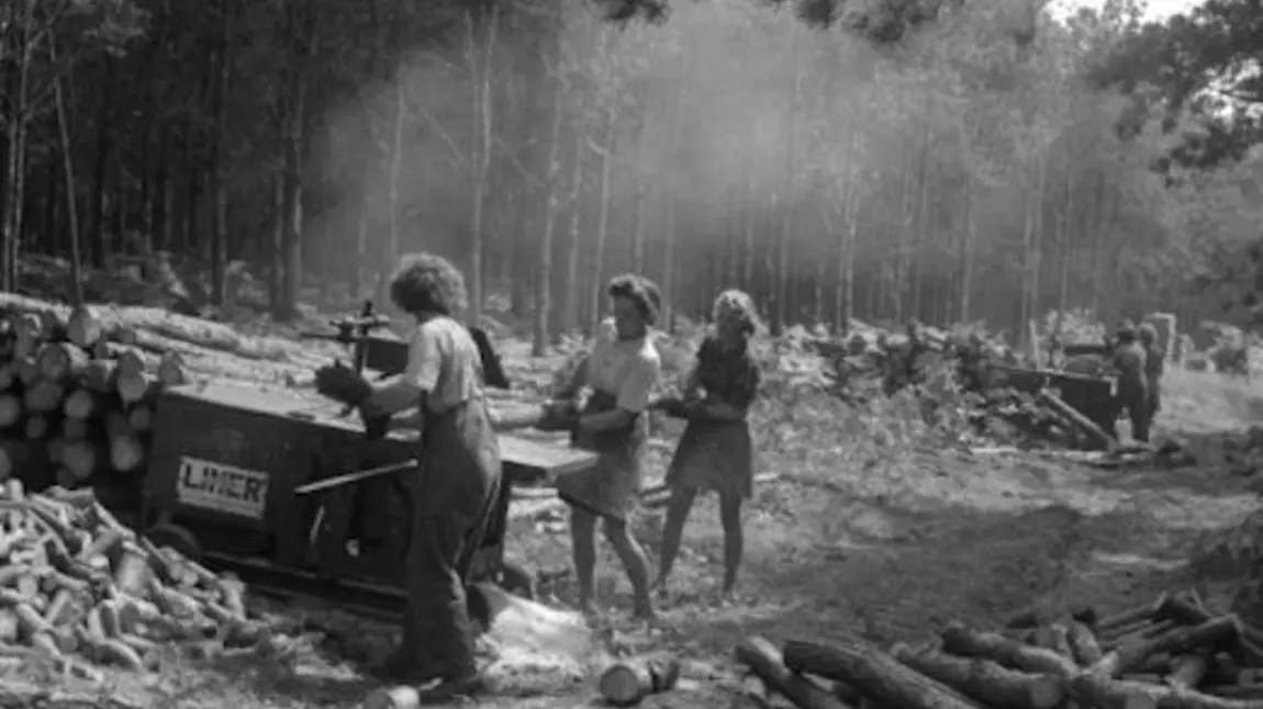 Lumber Jills at work in a forest during the Second World War