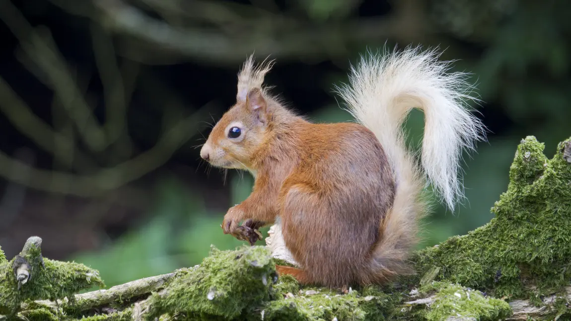 A red squirrel sits on a branch