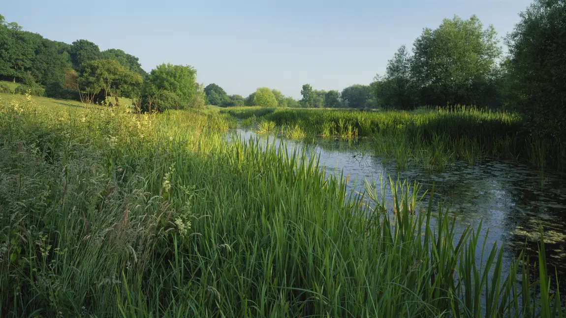 The River Thames at Runnymede