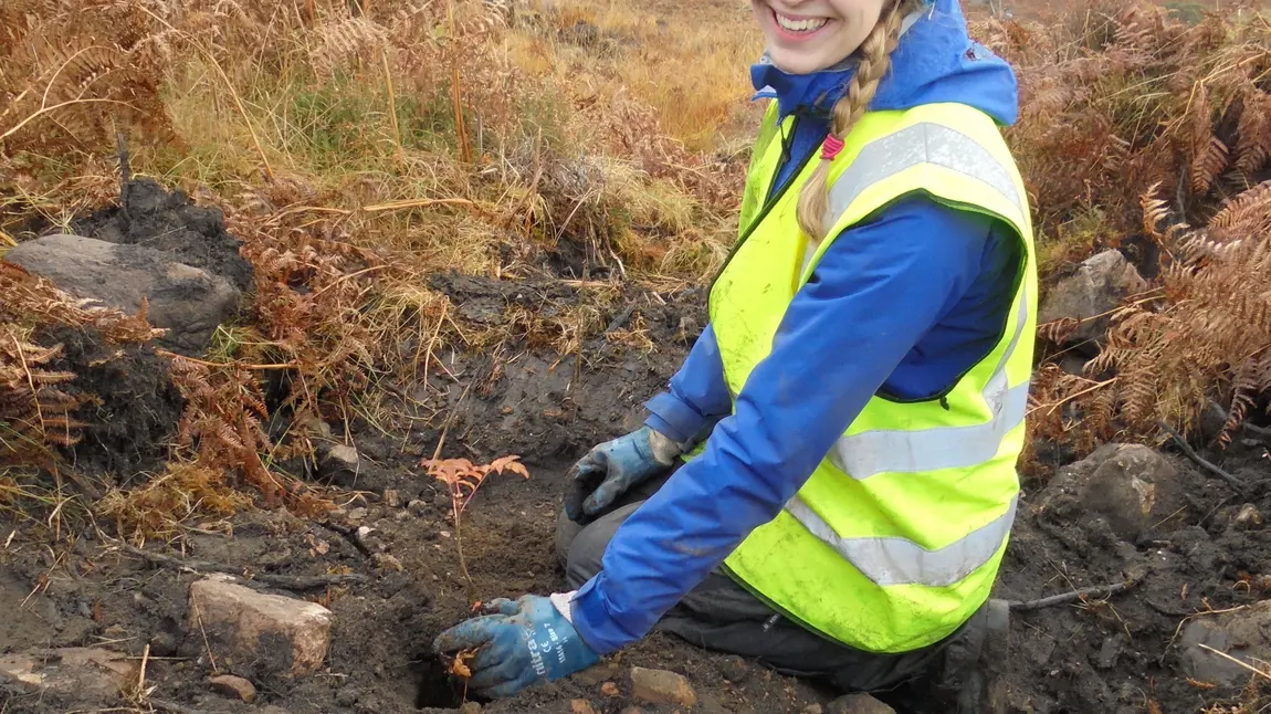 A woman plants trees