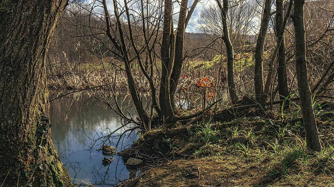 Trees at the edge of a pond in the Autumn
