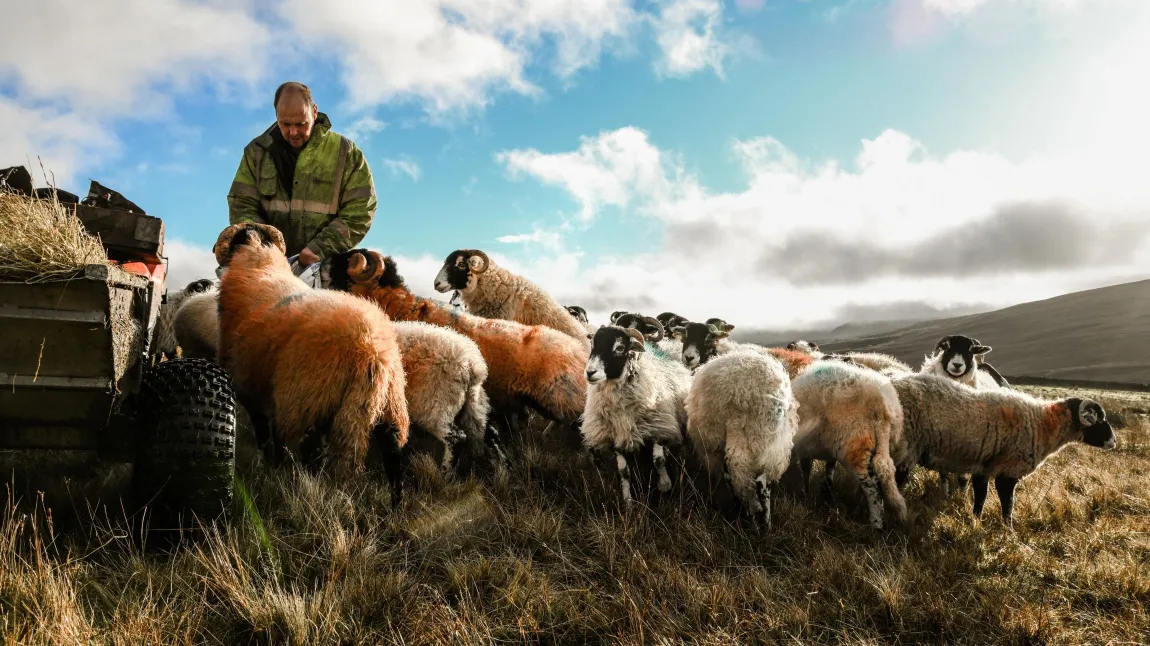 a farmer and a flock of sheep in an upland landscape