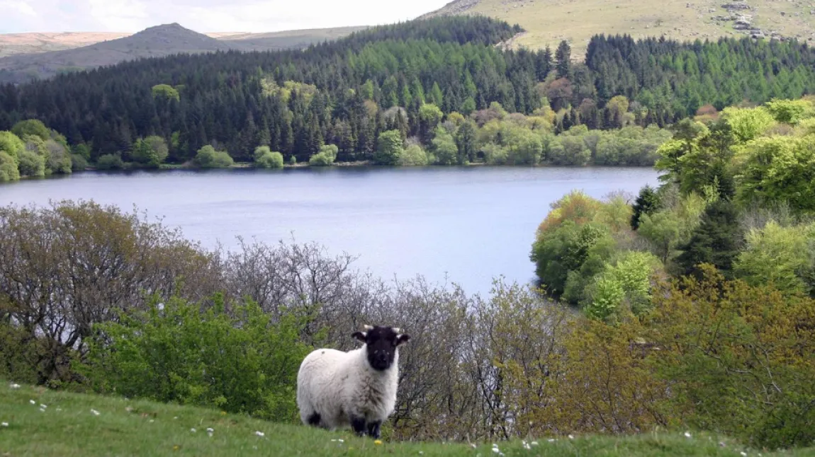 Burrator Reservoir