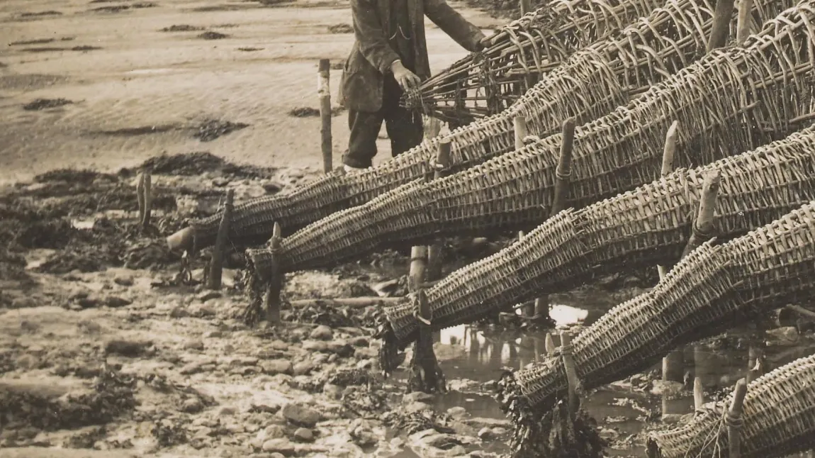 Fisherman with conical basketwork fish traps on the River Severn
