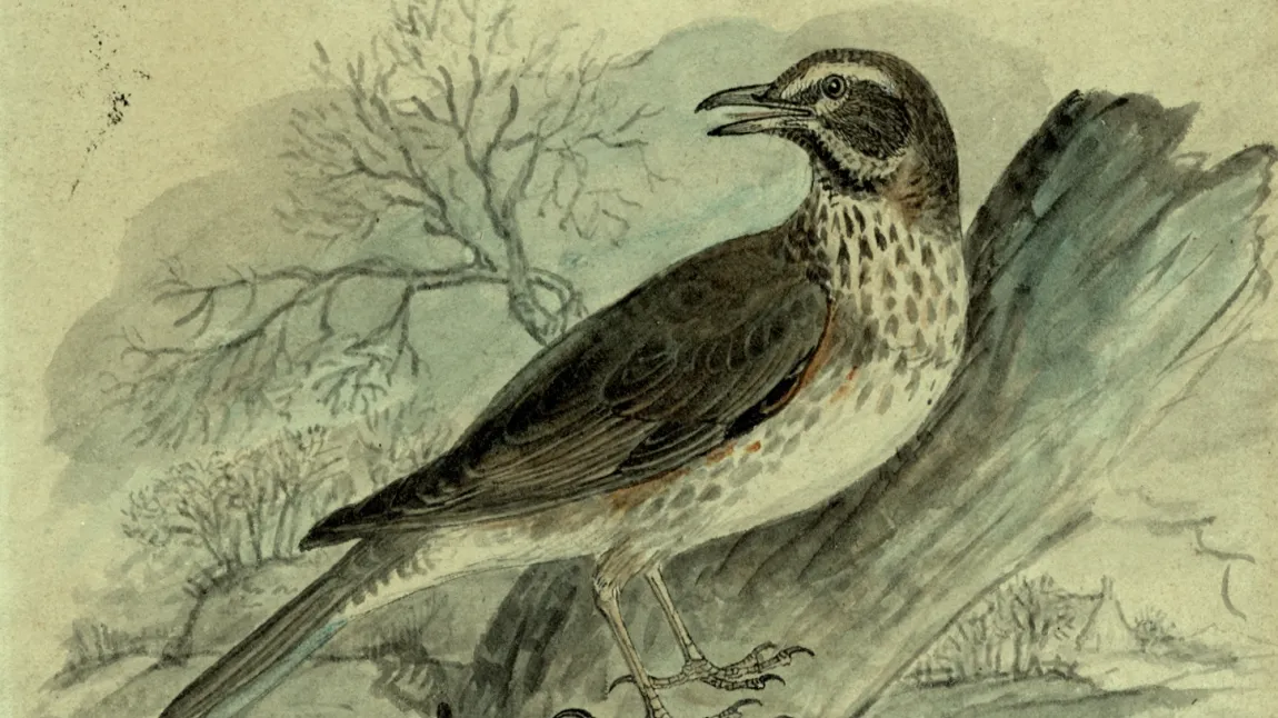 Painting of a Redwing by Thomas Bewick