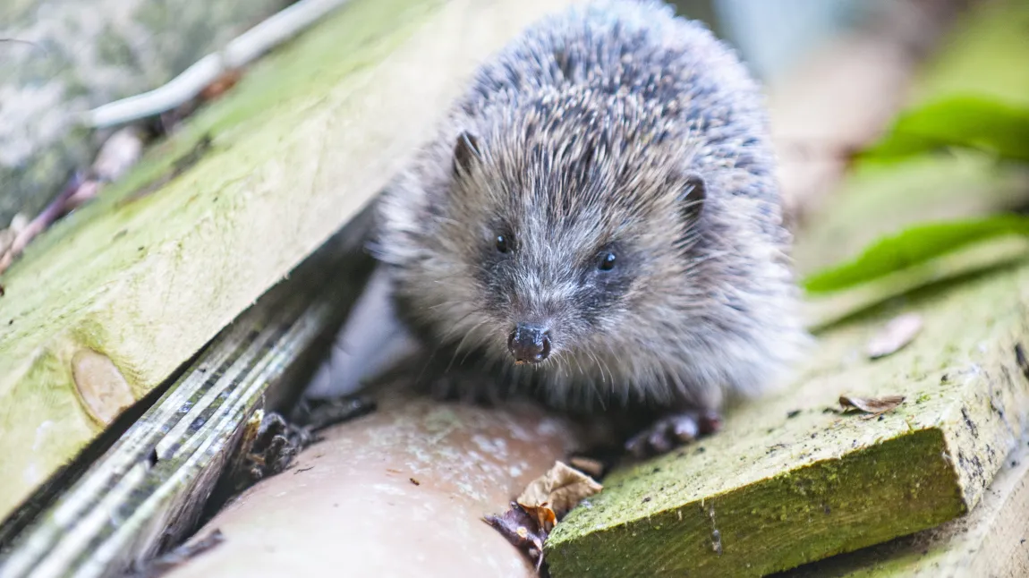 A hedgehog in its new habitat
