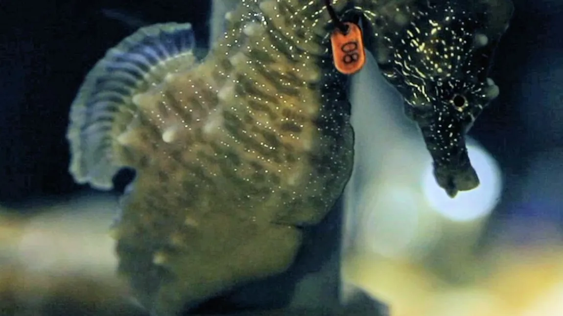 An example of a seahorse found on our shores - part of the Community Seagrass Initiative project