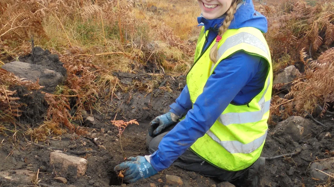 A woman plants trees