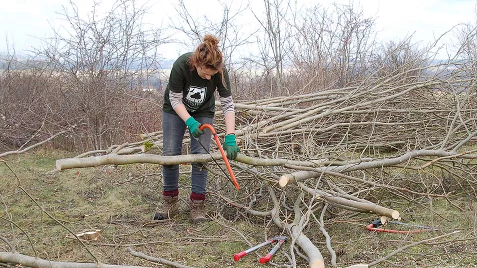 A woman sawing a tree