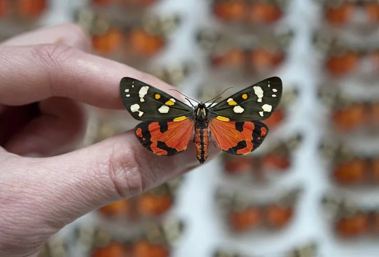 Callimorpha (scarlet tiger moth) (c) Oxford University Museum of Natural History resized.jpg Close up of butterfly