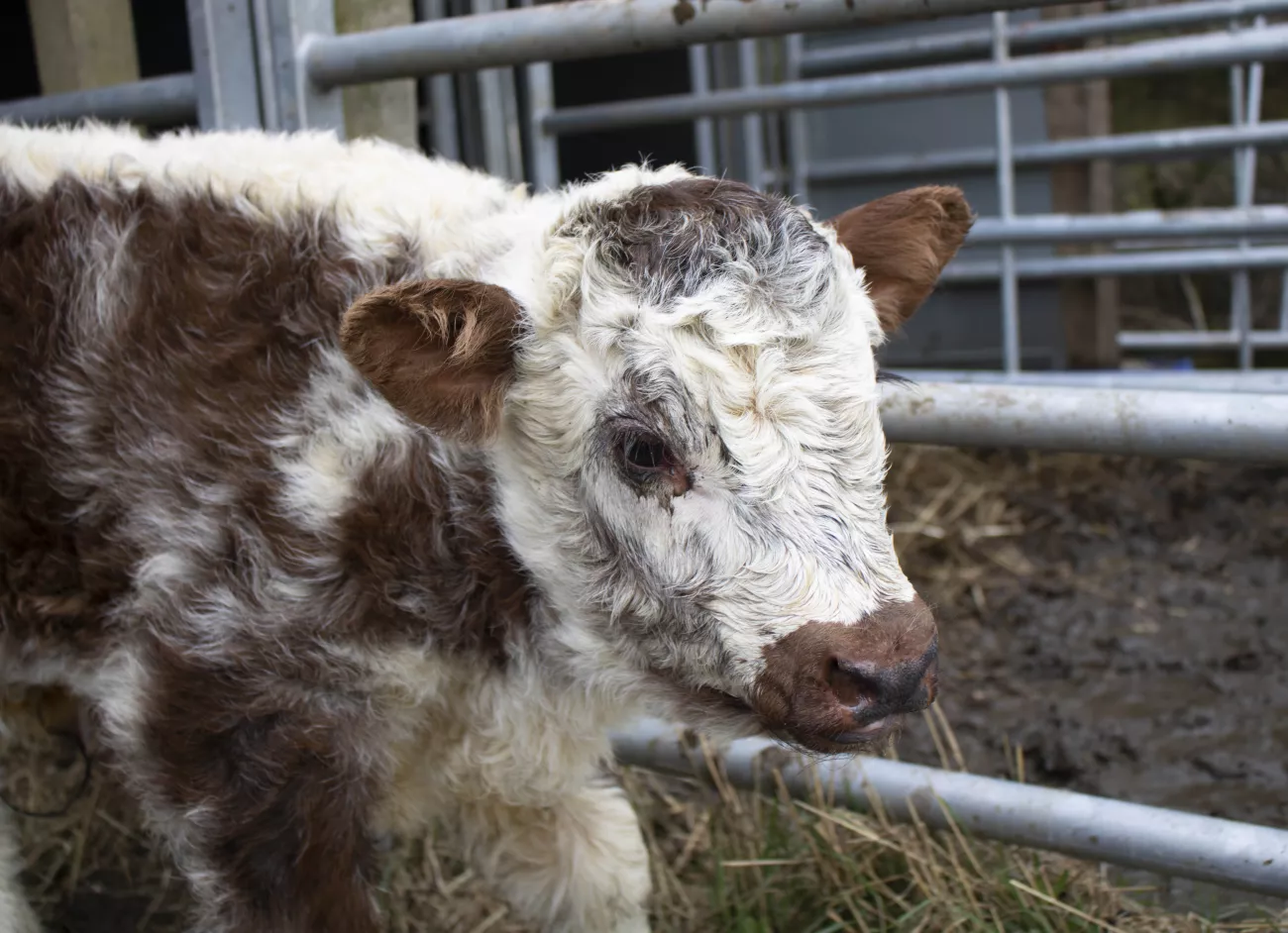 Long-horn-cattle-calf.jpg Calf