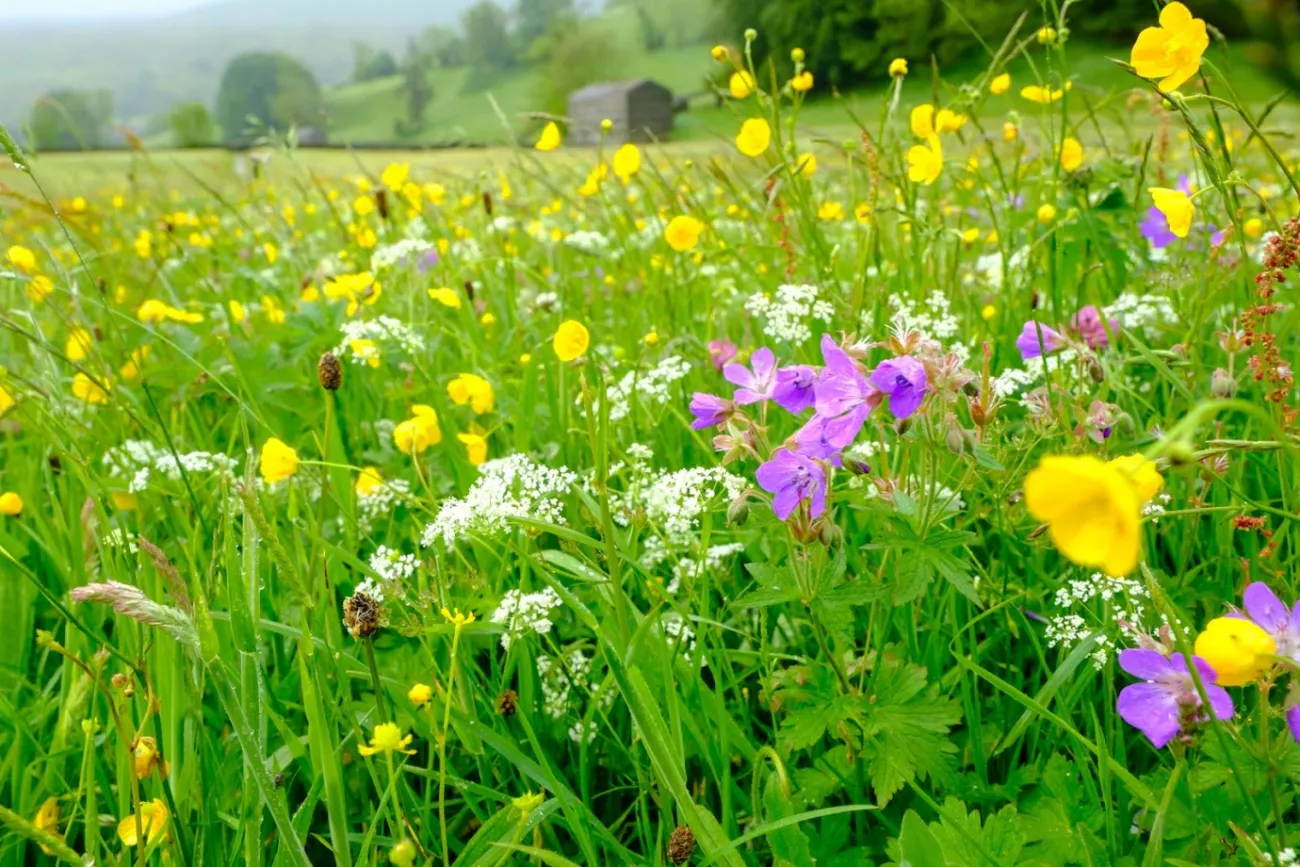 Muker Meadows 2 photo credit Matt Pitts - Plantlife.jpg Close up of a wildflower meadow