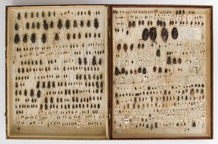 Museum of Zoology. Darwin's beetle collection. (C) University of Cambridge, Julieta Sarmiento Photography resized.jpg A collection of hundreds of beetles