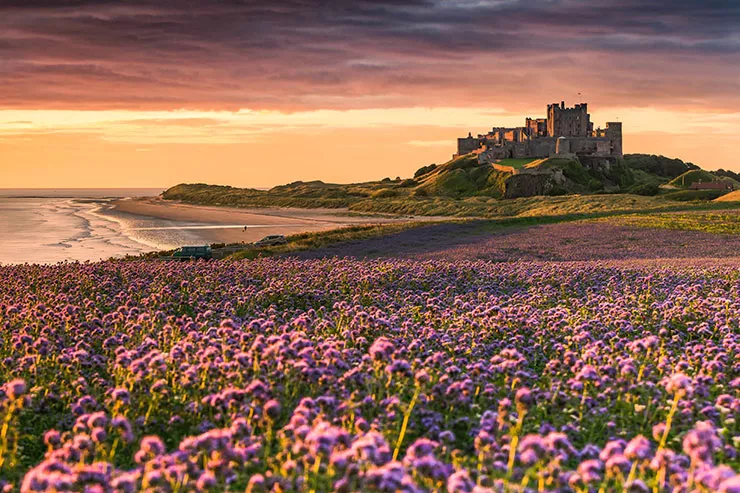 Phacilia fields at Bamburgh Castle credit Alan Leightley.jpg Bamburgh Castle