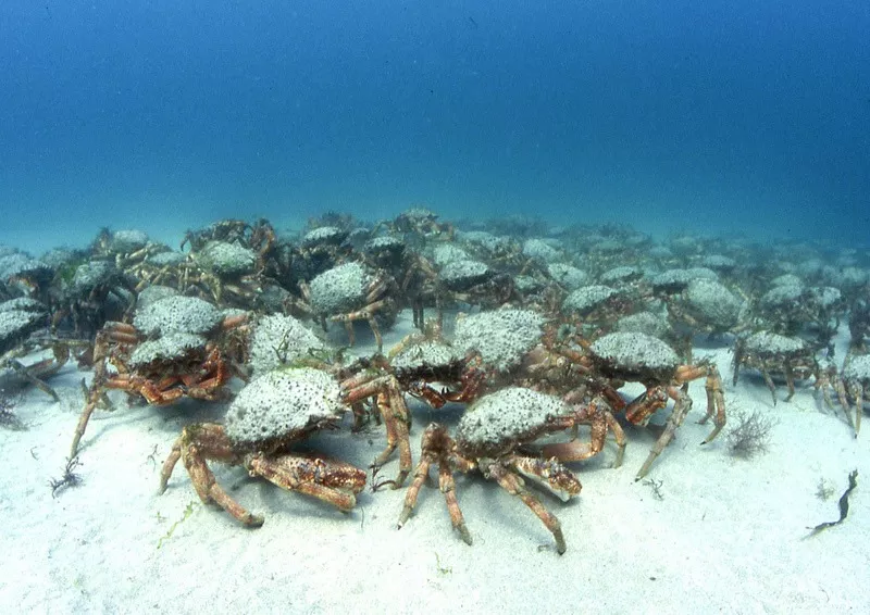 Spider crabs credit Dave Peake_0.jpg Spider crabs