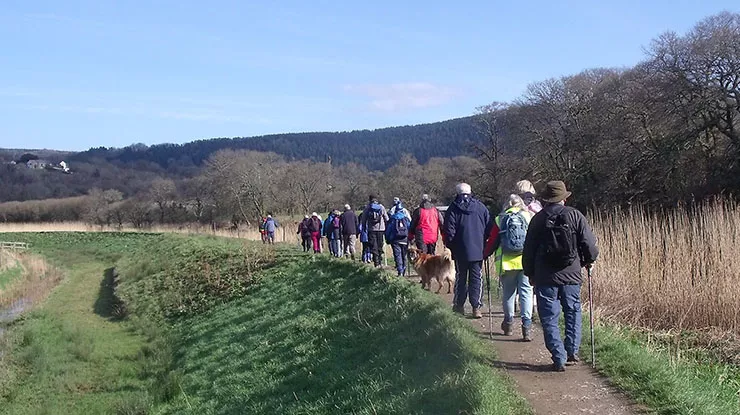 Tamar_Calstock_riverside740.jpg People walking away along a curving path with grass, rushes and trees