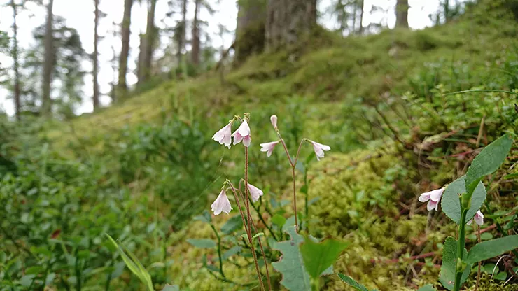 Twinflower.JPG Twinflowers