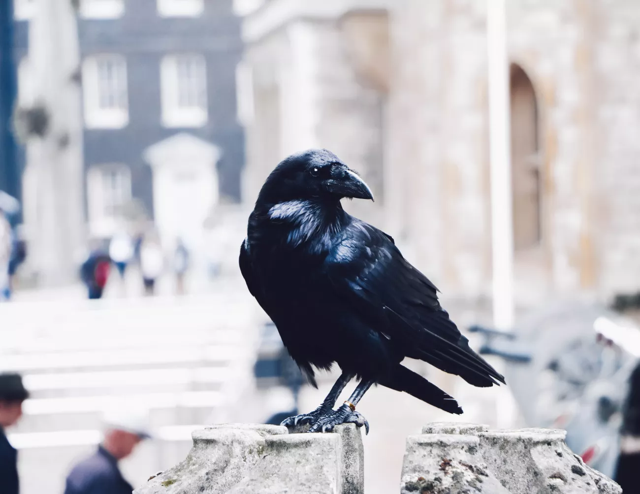 raven-tower-of-London.jpg A raven at the Tower of London