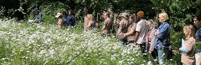 People walking around a field of wildflowers