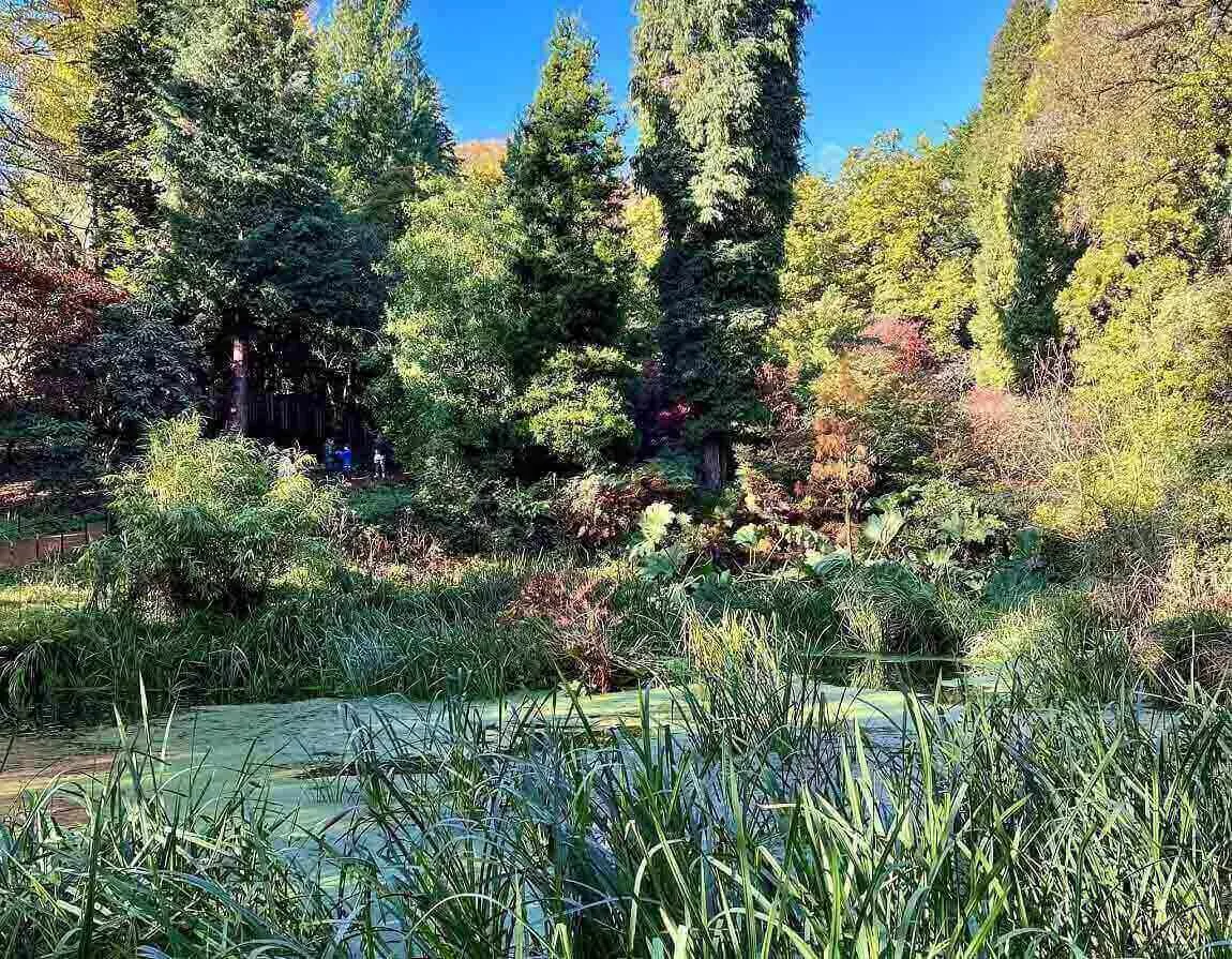 A nature park with a pond, plants and trees and park visitors in the far distance