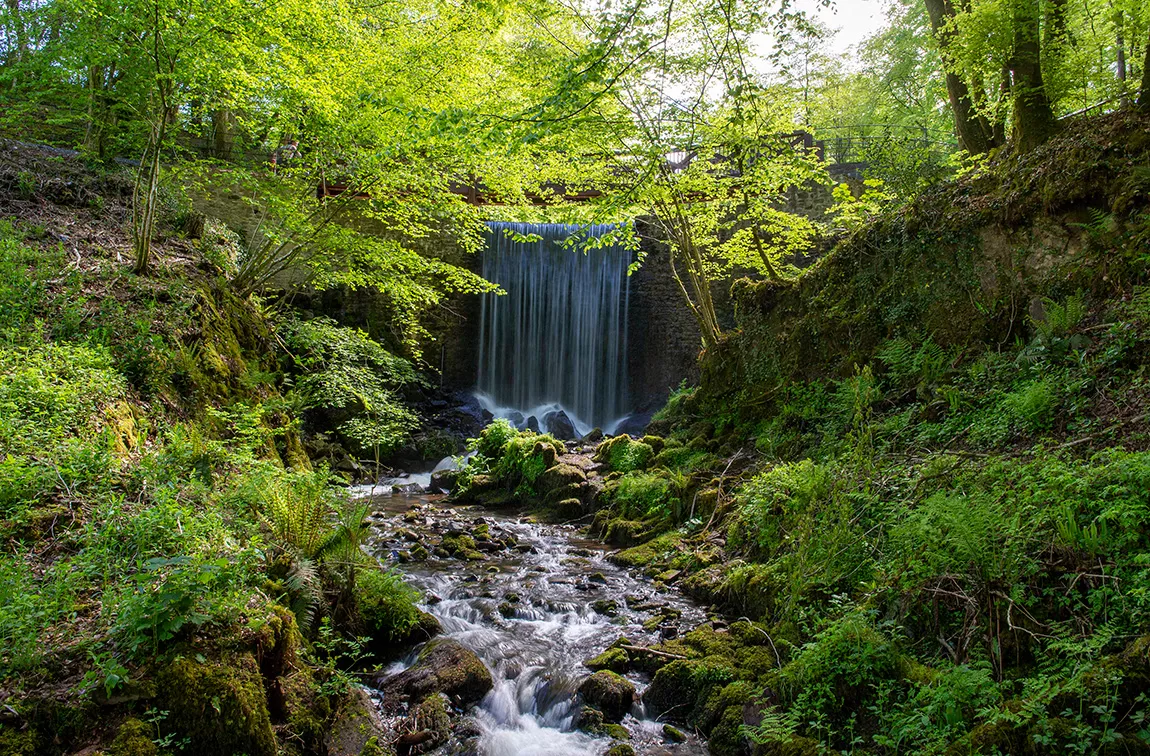 Waterfool in nature area