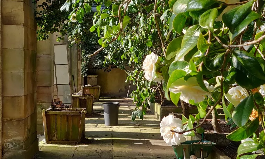 Camellia house