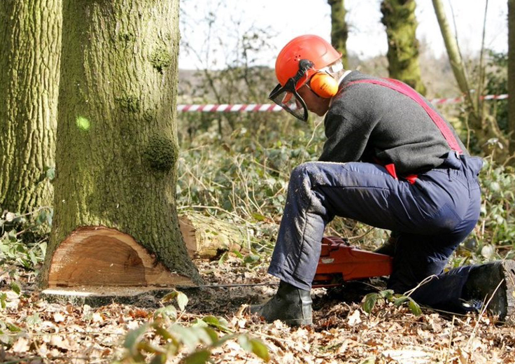 A person using a chainsaw at the base of a tree trunk.
