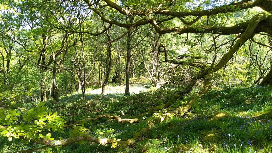 A deciduous woodland