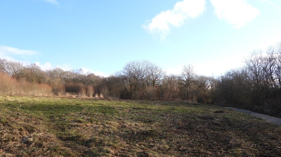 A meadow at Ynys Dawela which has been prepared to attract marsh fritillary butterfiles 